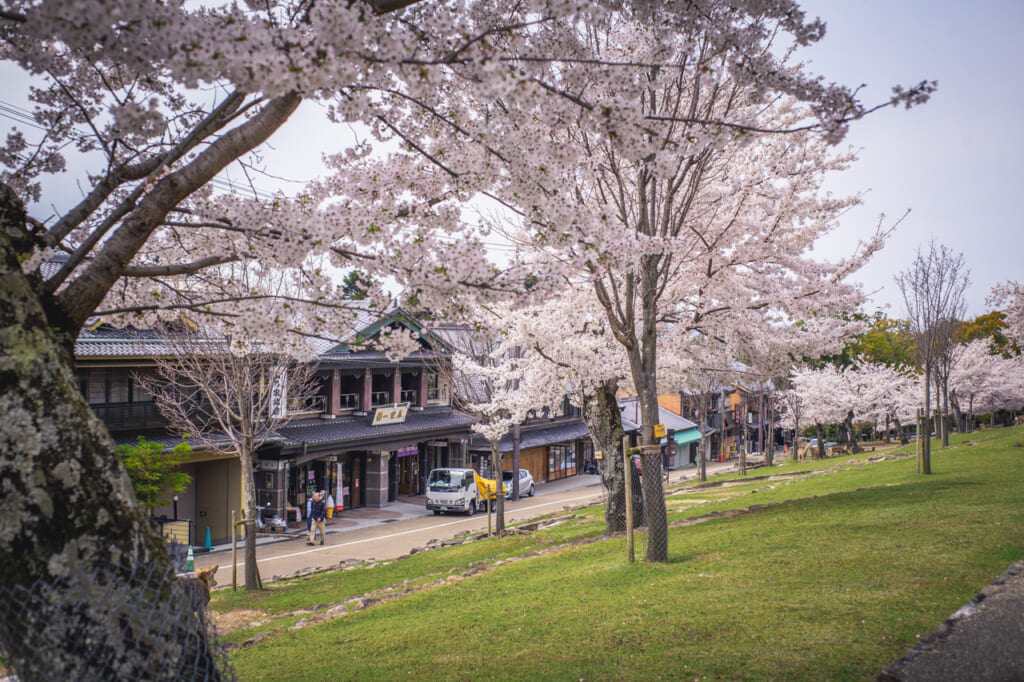 Le Mont Wakakusa à Nara