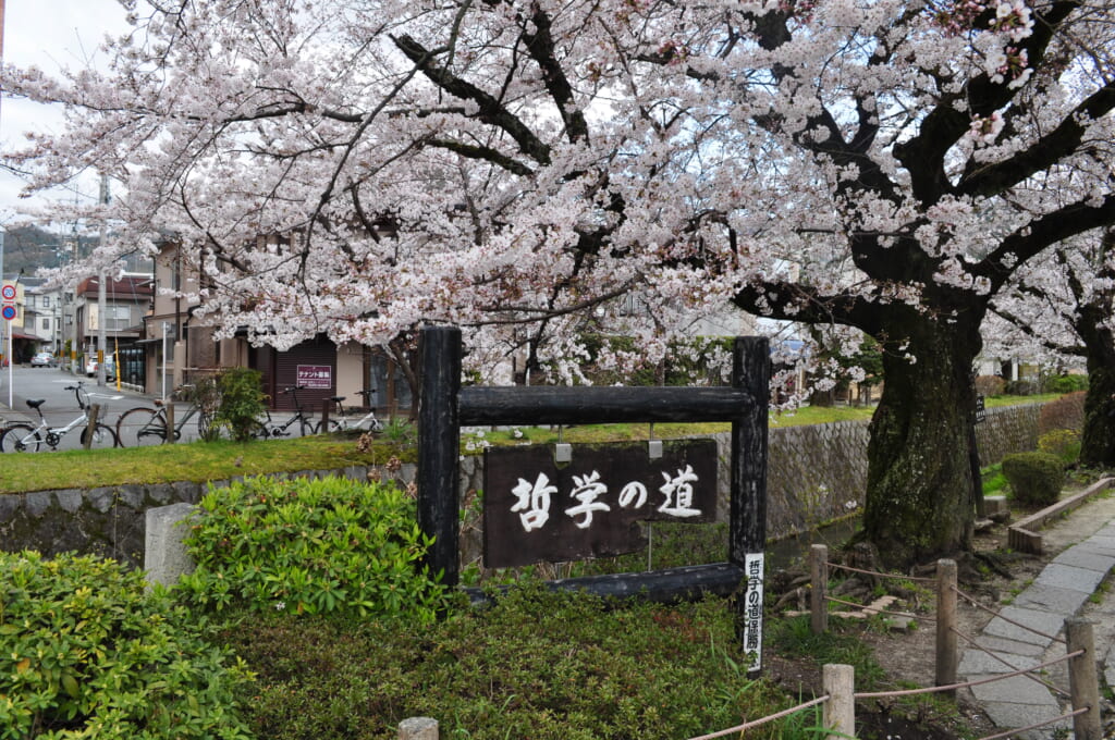 Chemin du philosophe sous les cerisiers