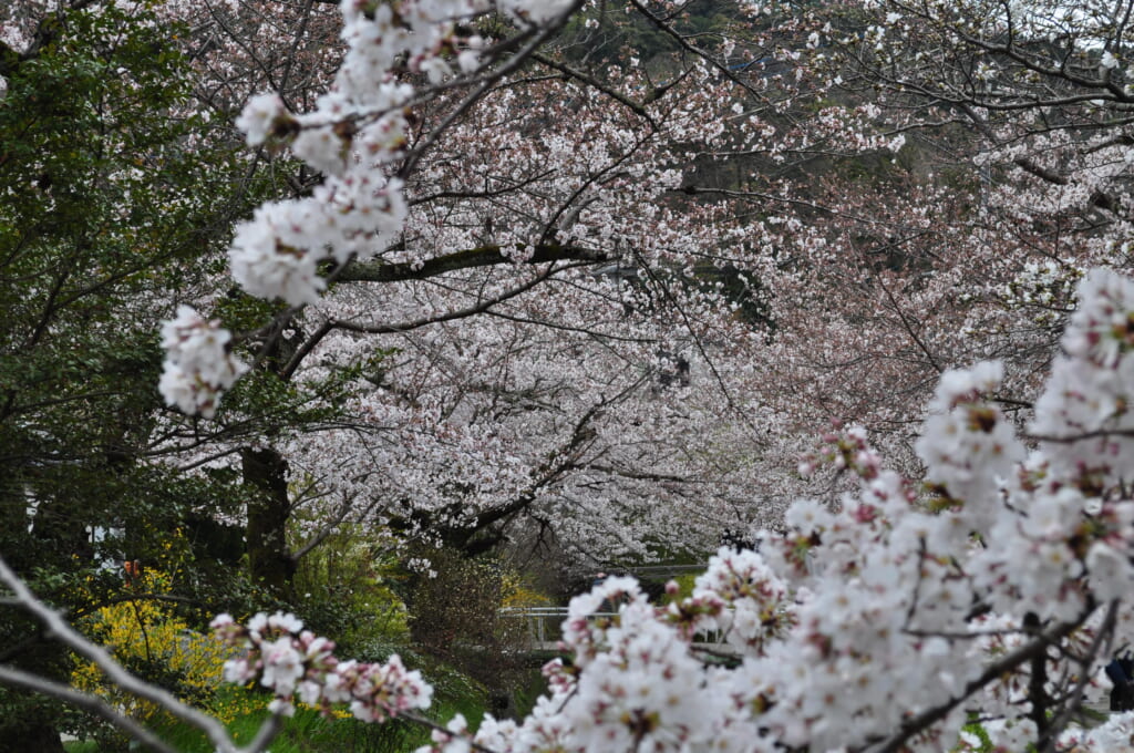 au paradis des sakura, kyoto, chemin du philosophe