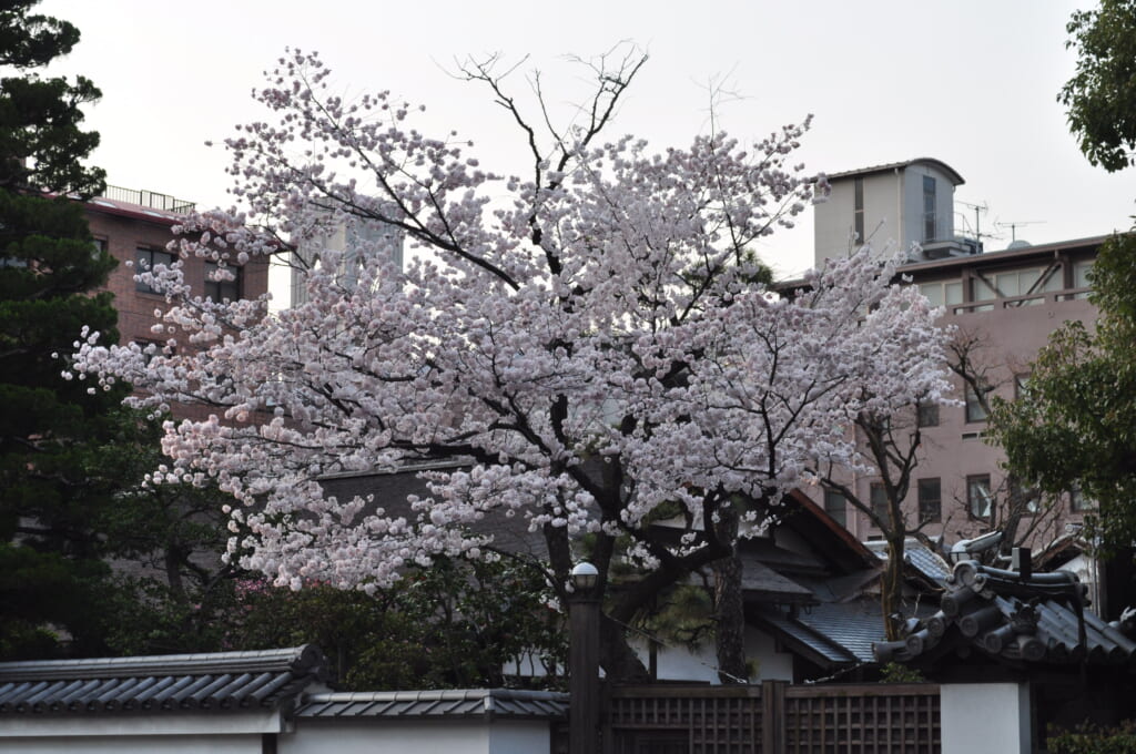 palais impérial de Kyoto et ses arbres bordés de rose