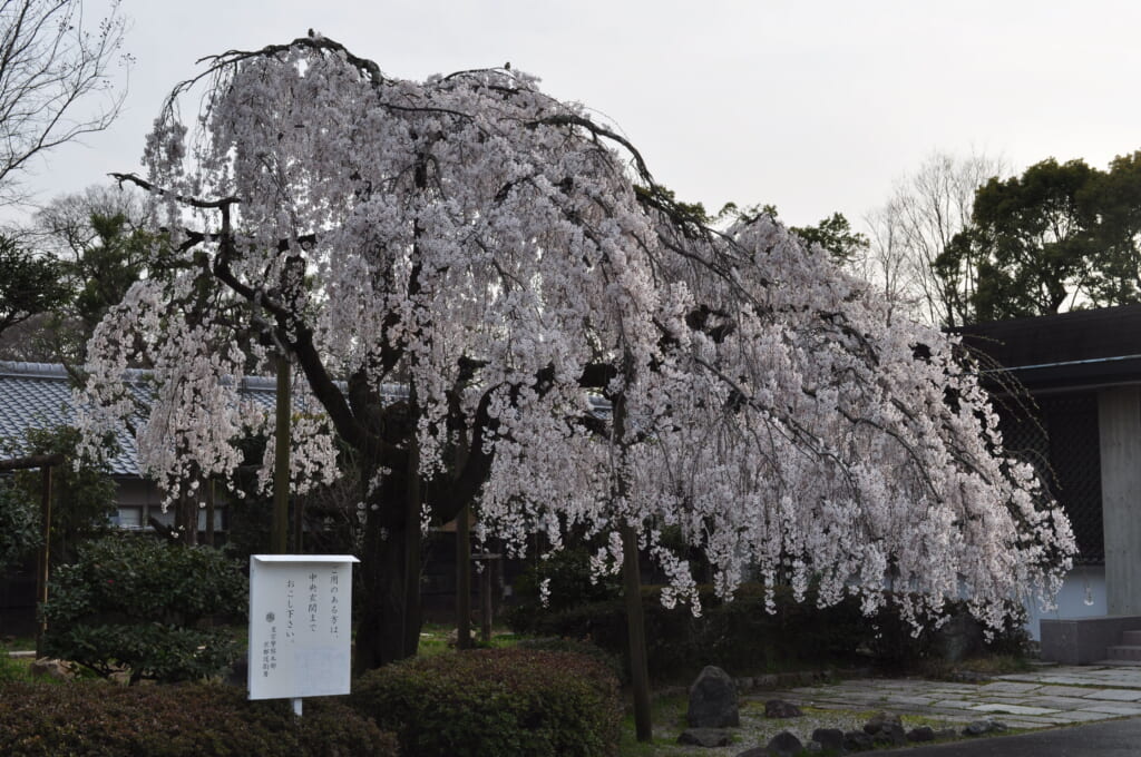 A l'arrivée du printemps, le jardin impérial de Kyoto se transforme en barbe à papa
