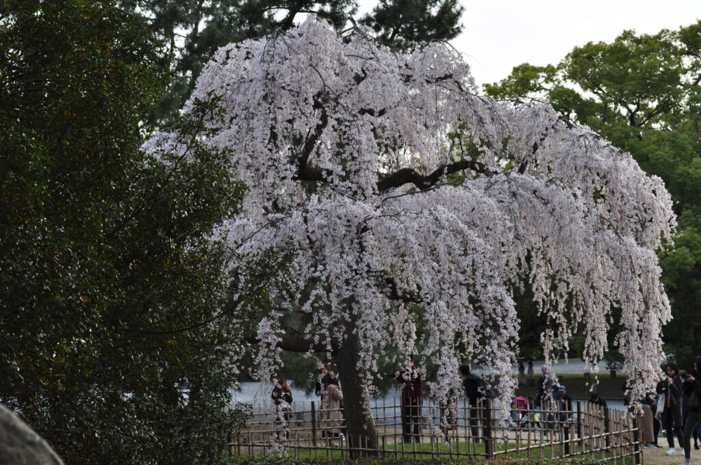 Grand cerisier en fleurs du palais impérial de Kyoto