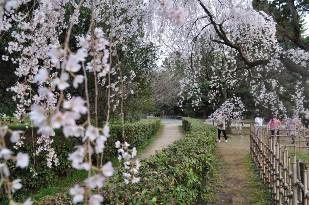Sous un nuage de pétales