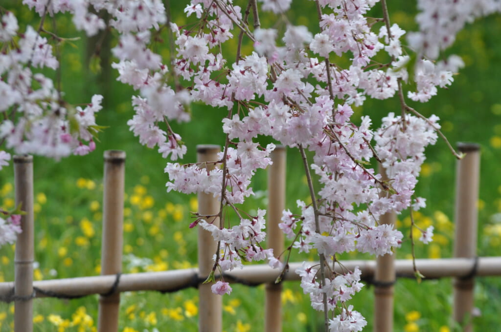 Les sakura du palais impérial de Kyoto et leurs 1001 couleurs