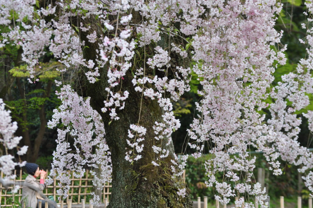 le jardin impérial de Kyoto, un lieu de détente où profiter des sakura