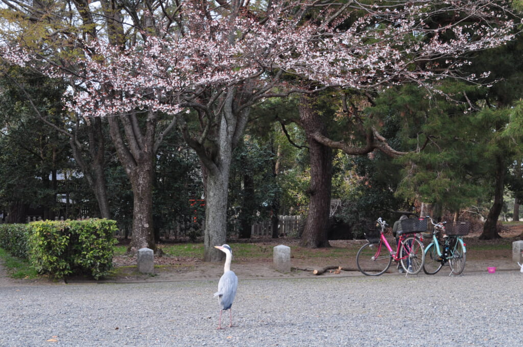 Lorsque la faune et la flore se rencontrent au jardin impérial de Kyoto