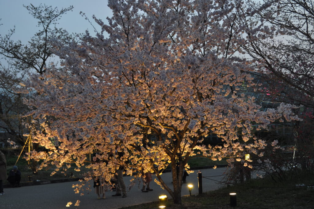 light up au jardin botanique de Kyoto