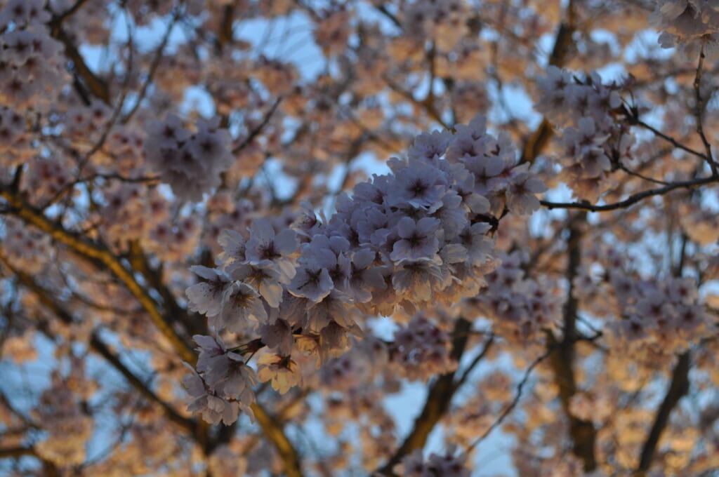 Même au début de la nuit, les sakura sont les vedettes