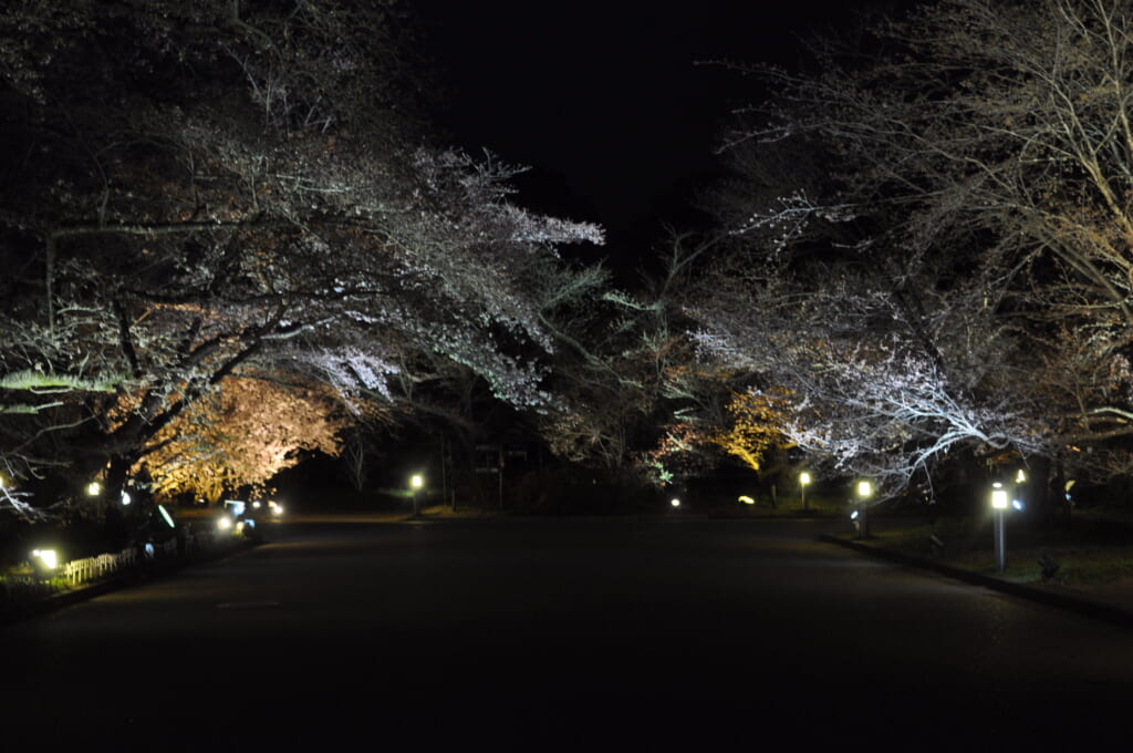 jardin botanique de kyoto et ses sakura en pleine nuit