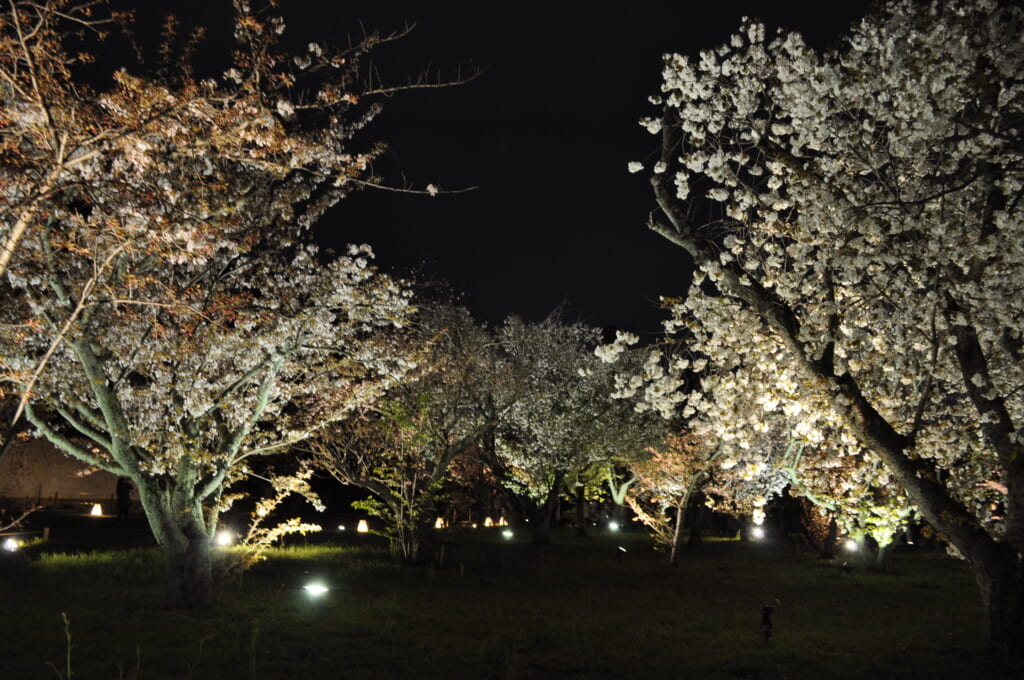 Allée de sakura sous les projecteurs au jardin botanique de Kyoto