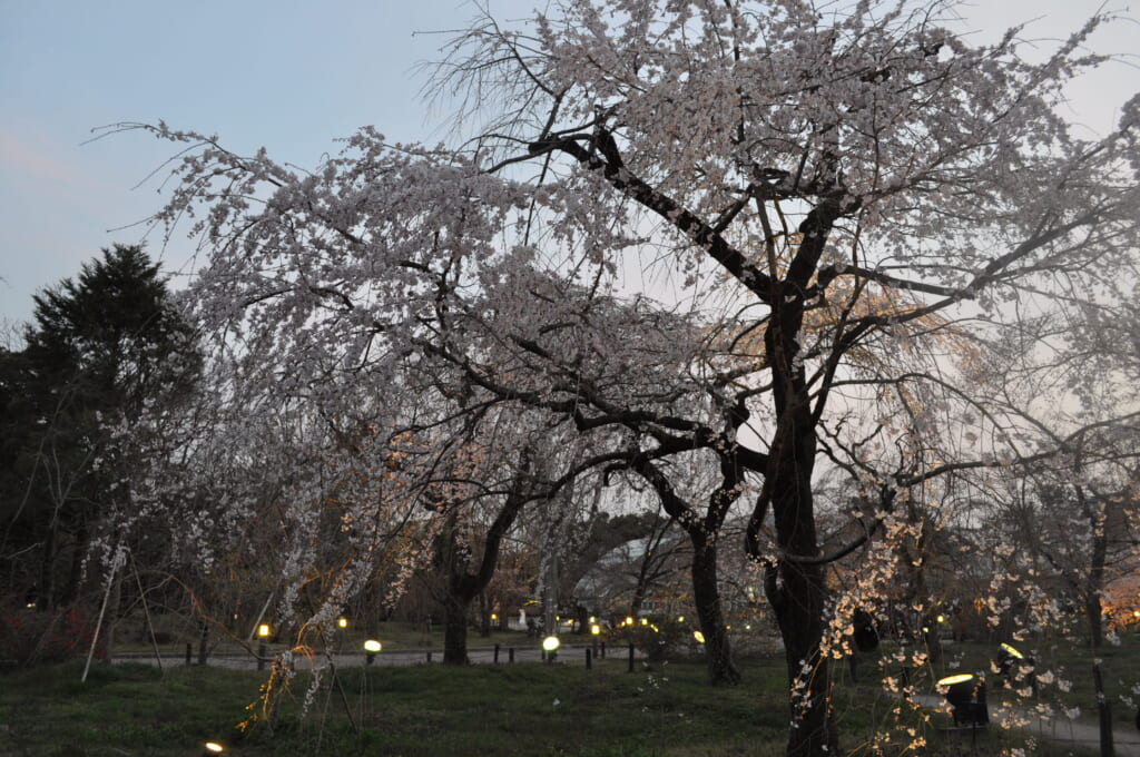 A la tombée de la nuit, les sakura du jardin botanique de Kyoto ne sont pas en reste