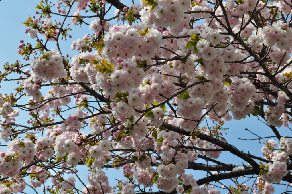Au Shinsen-en, les sakura se fraient un chemin parmi la notoriété du dragon