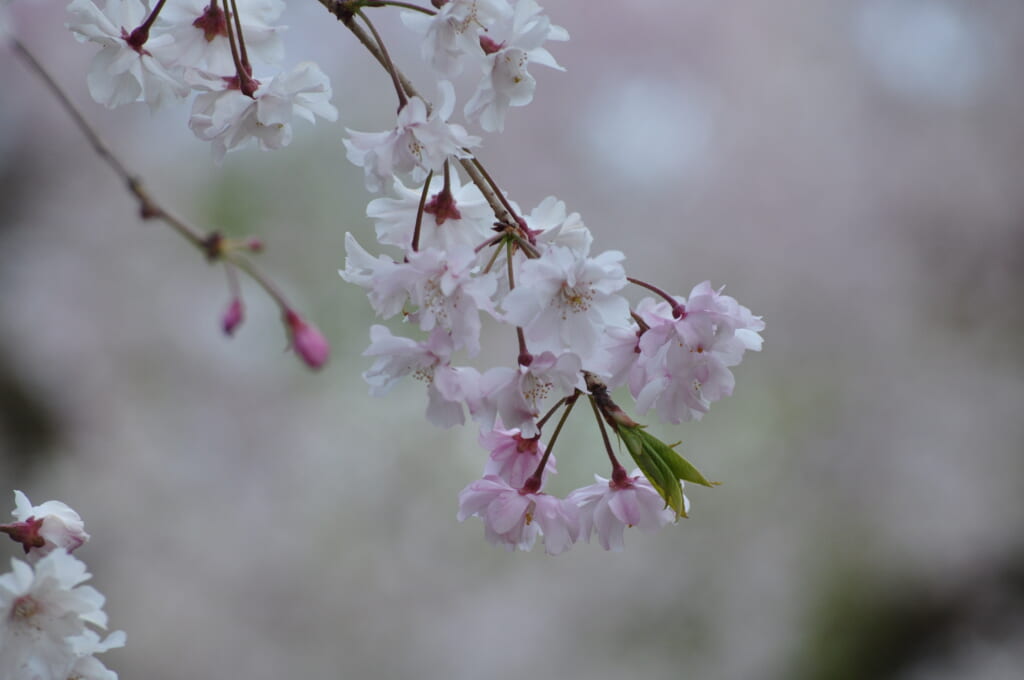 Le Shinsen-en n'est pas en reste, de magnifiques sakura y ont élu domicile