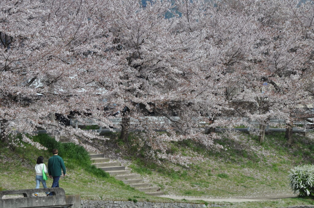 La rivière Kamo et ses cerisiers. On dirait presque de la neige !