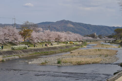 Les recoins secrets de Kyoto pour profiter des sakura