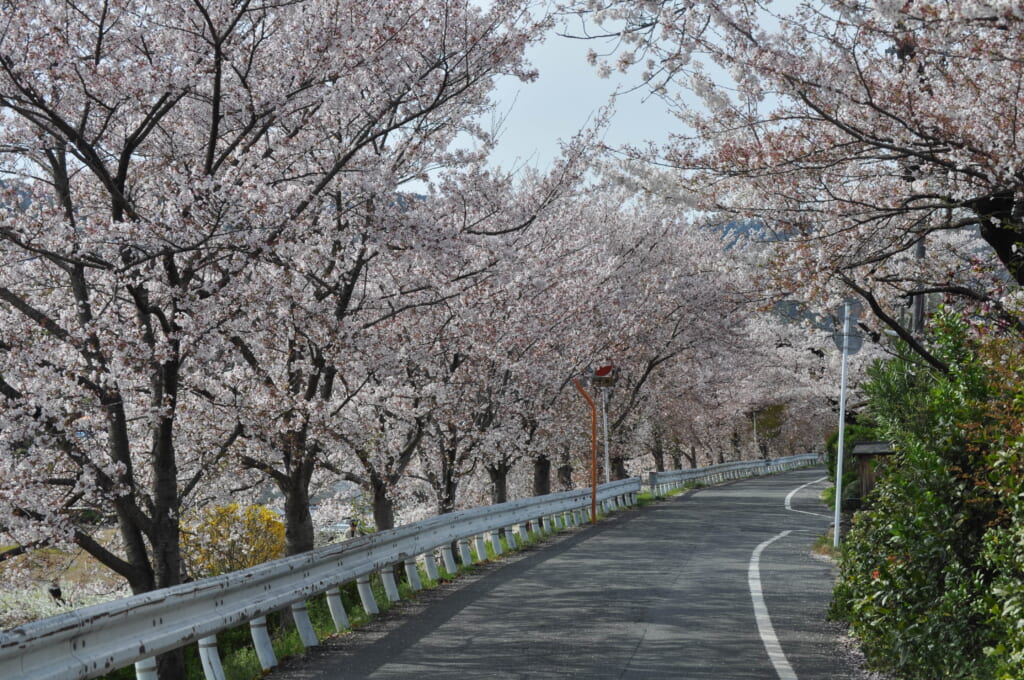 Réalité ou anime ?