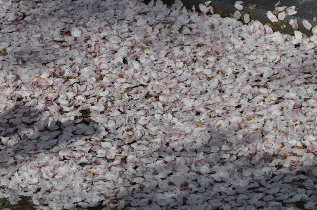 Tapis de pétales de cerisiers près de la rivière Kamo