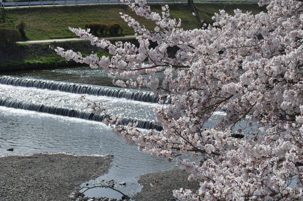 Les sakura bordent la Kamo à l'arrivée du printemps