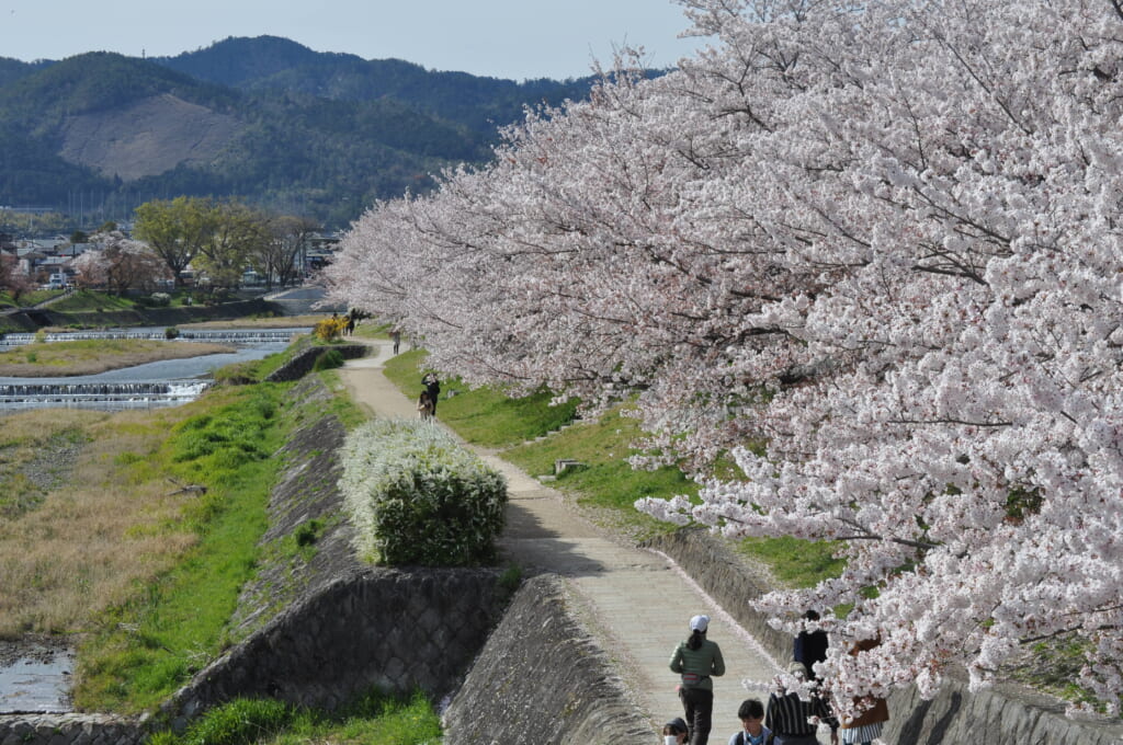 Promenade, footing, bronzette...Les kyotoïtes ne sont jamais bien loin de la rivière Kamo