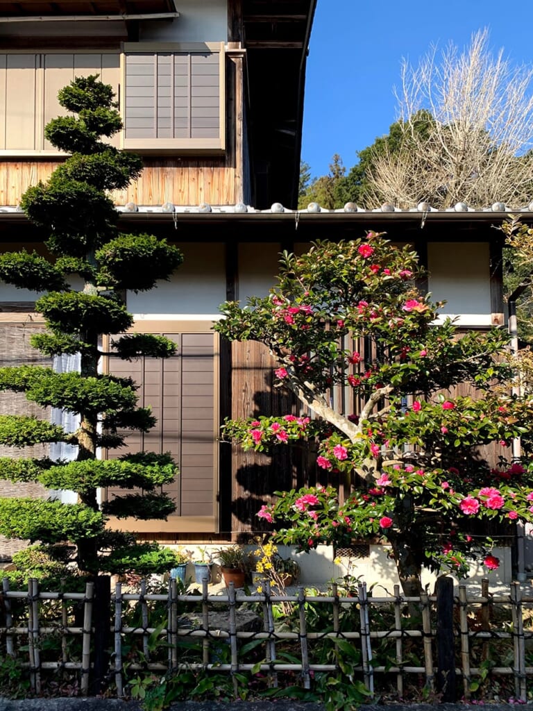 Arbres taillés avec soin devant une maison traditionnelle japonaise