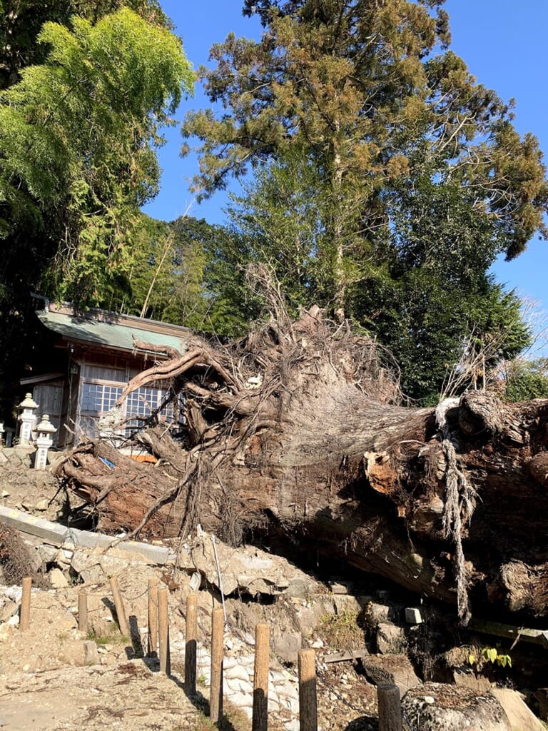 Grand cèdre millénaire tombé à Okute Japon