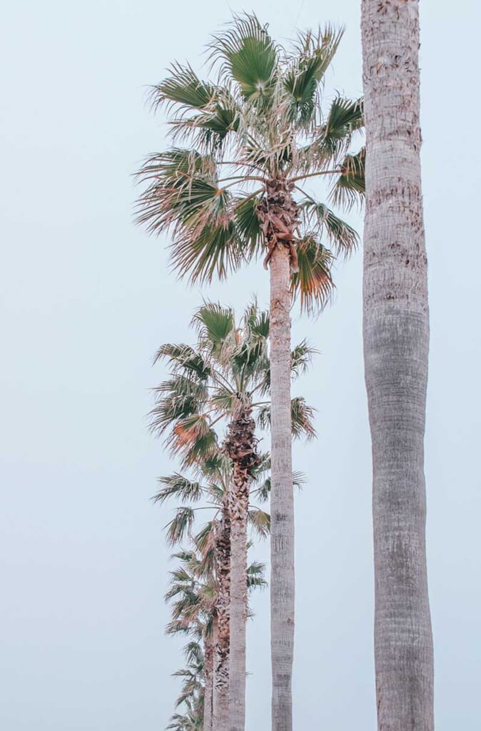 Palmier à SENNAN LONG PARK