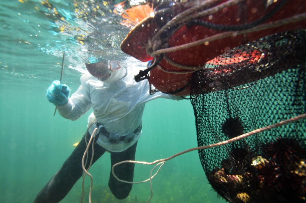 une ama en pleine plongée en panée