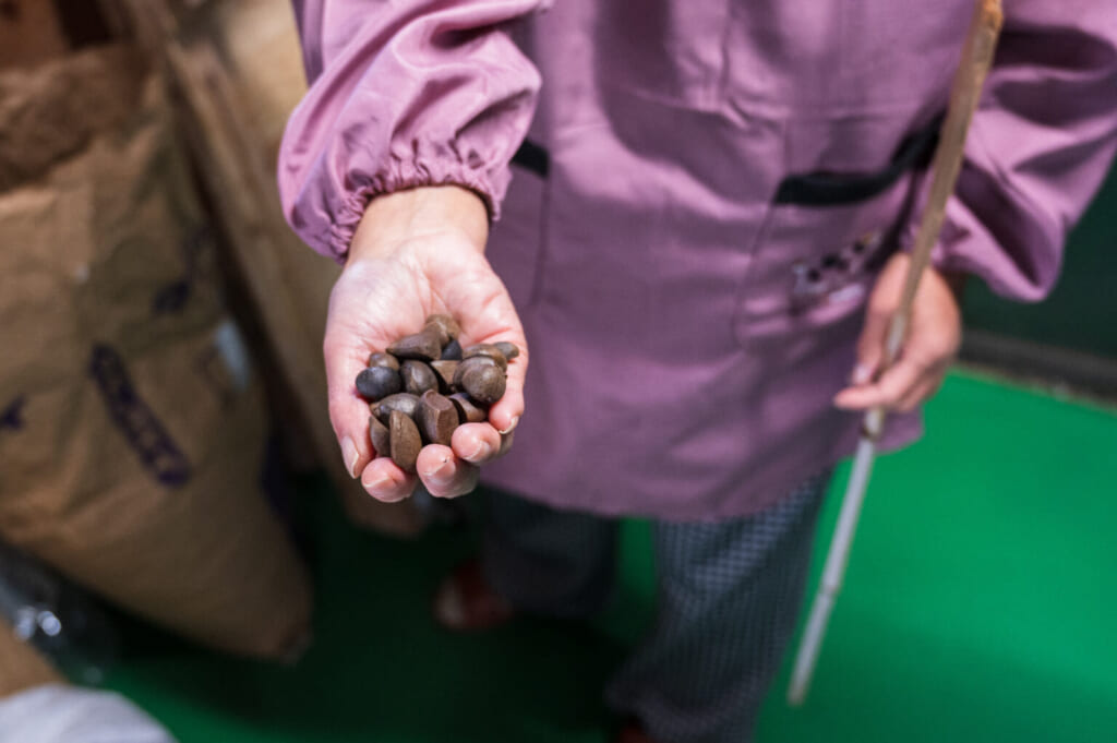 Graines de camélia chez Imamura