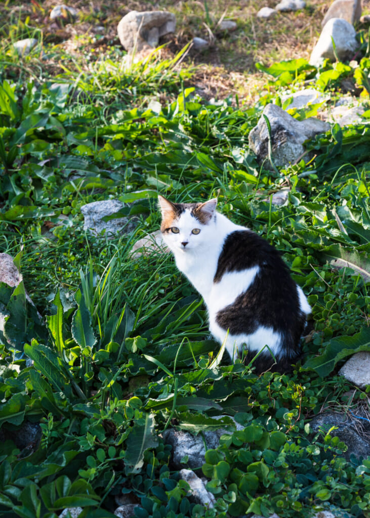 Chat noir et blanc sur un sentier de montagne des îles Goto