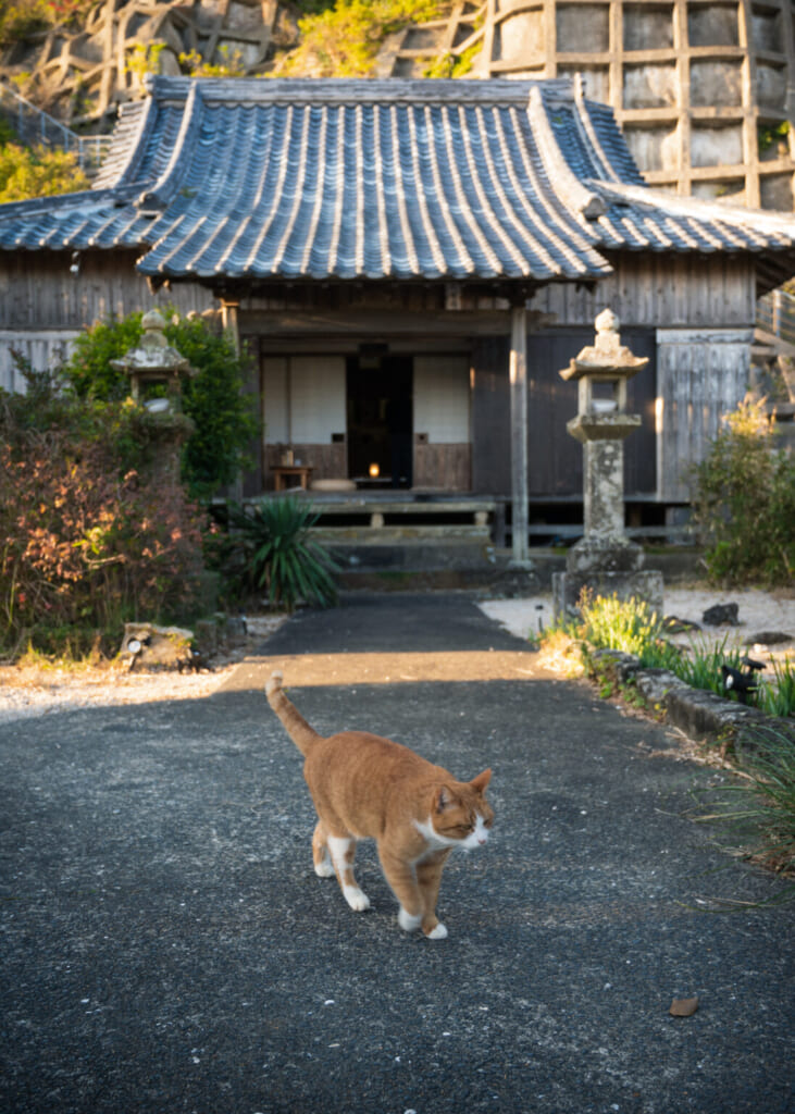 Chat roux et blanc devant un temple japonais