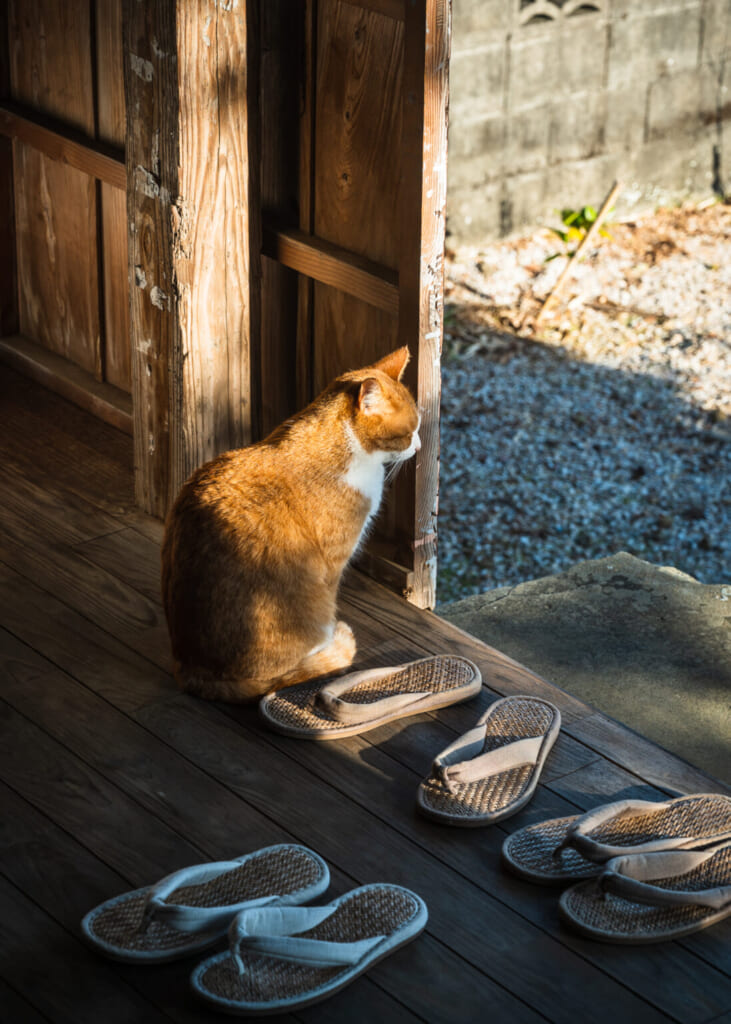 Chat roux et blanc prenant le soleil à l'entrée d'un temple japonais