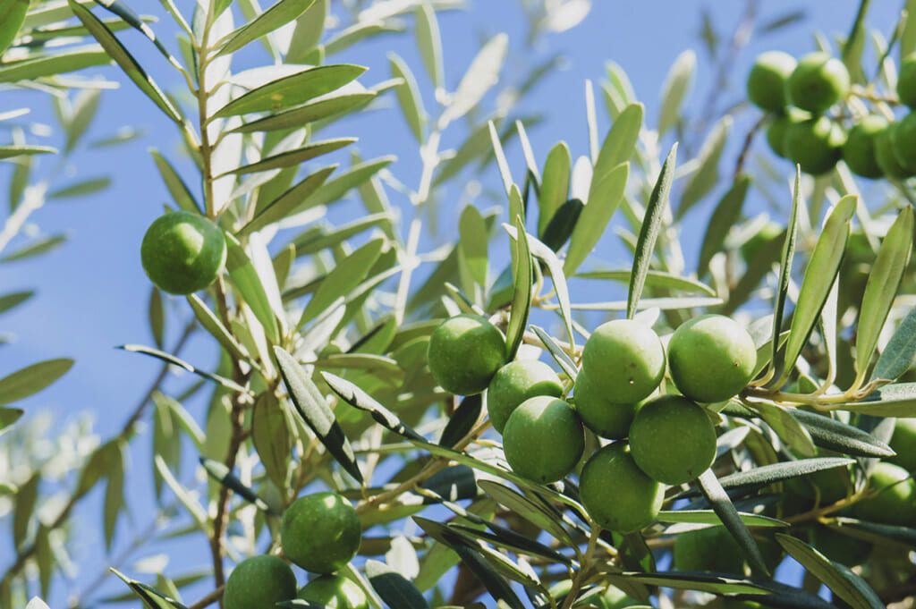 Gros plan sur des olives de Shodoshima 
