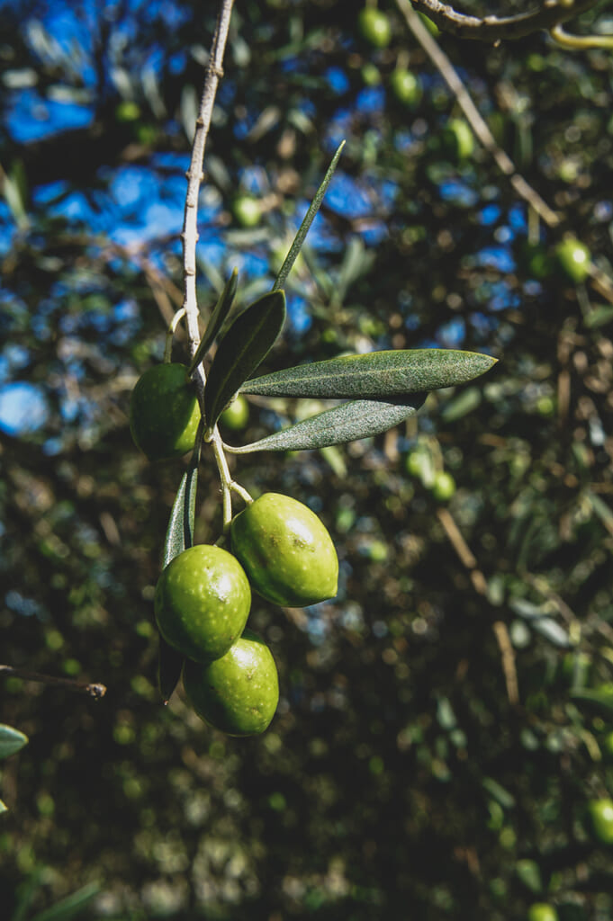 Gros plan sur des olives au Shodoshima Olive Park