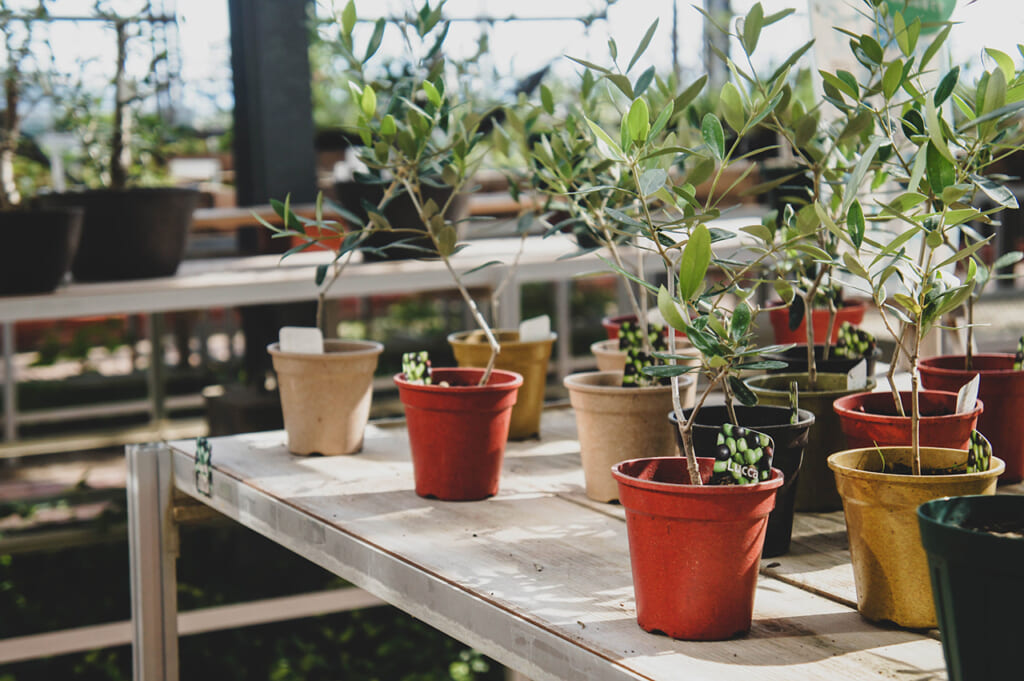 Jeunes oliviers dans une serre à Shodoshima