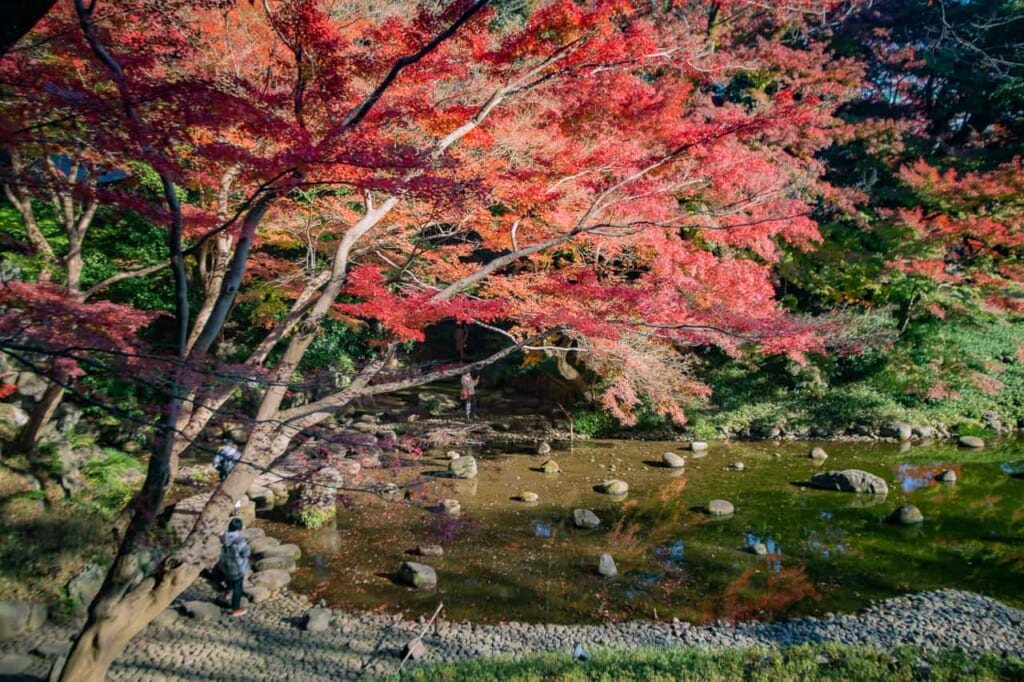 Koishikawa Korakuen est surtout connu pour ses feuilles d'automne