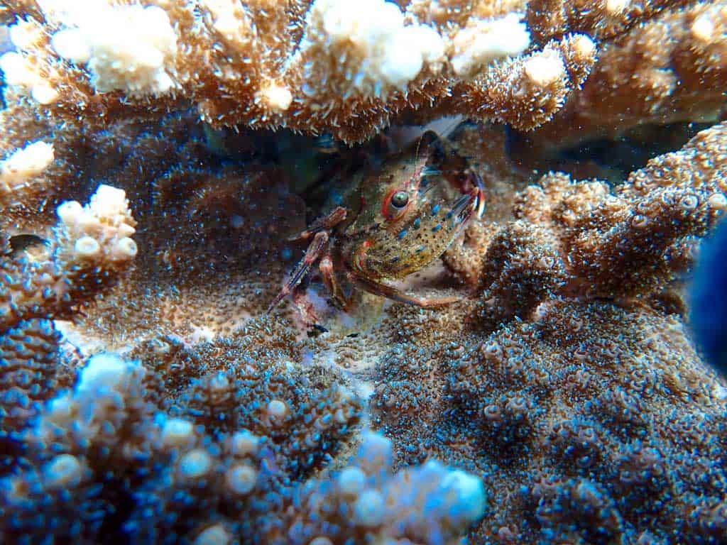 Un crabe sous la mer au Japon photographié durant une initiation à la plongée