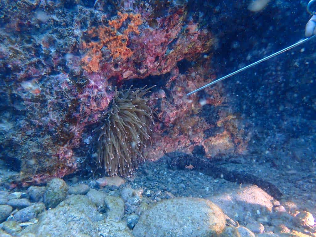 étudier la vie sous-marine du Japon pendant une session de plongée