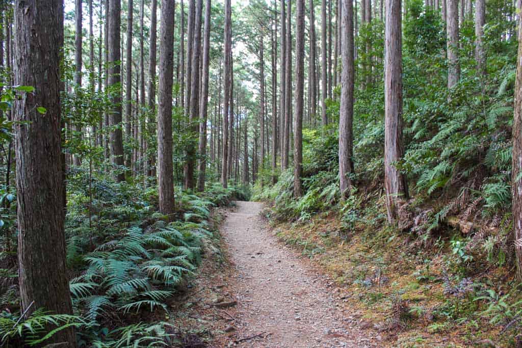 Chemin du Kumano Kodo passant par la forêt