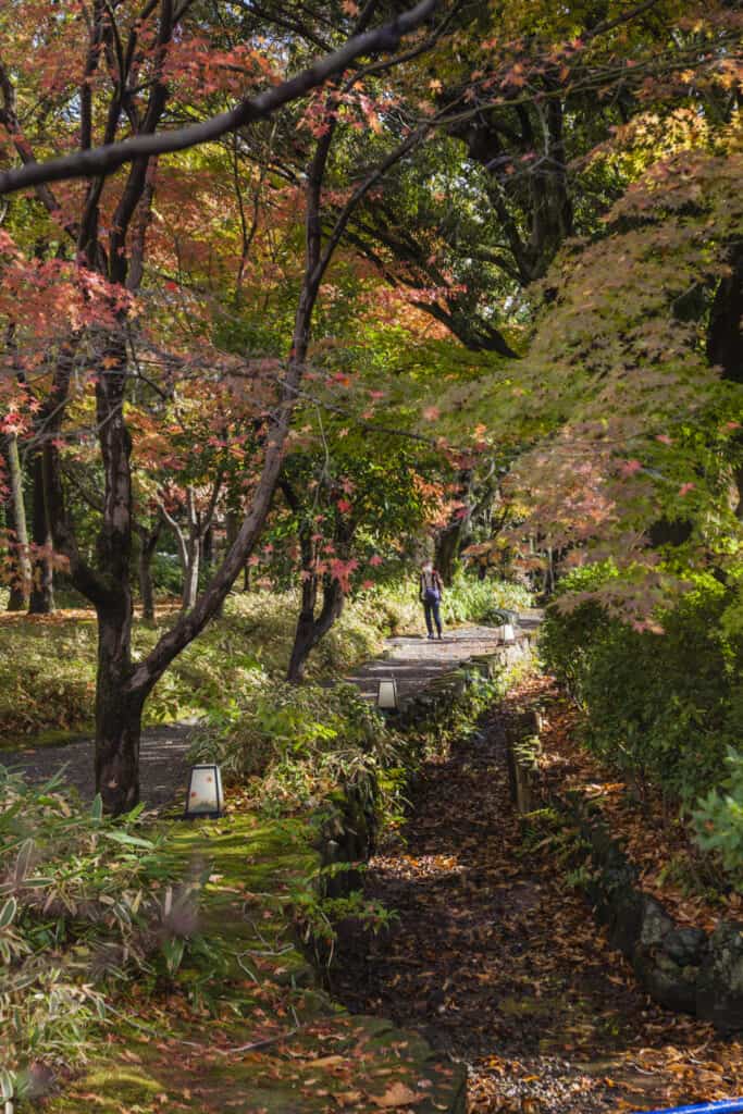 La forêt du jardin de Yokokan