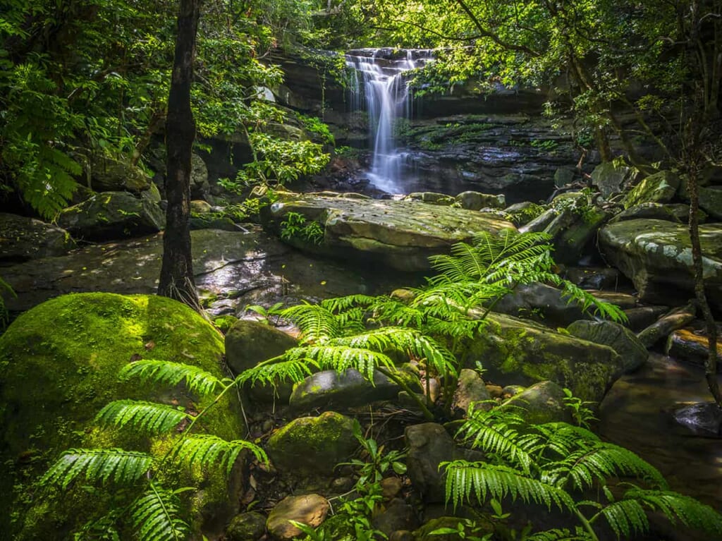 cascade dans une forêt luxuriante d'une île d'Okinawa