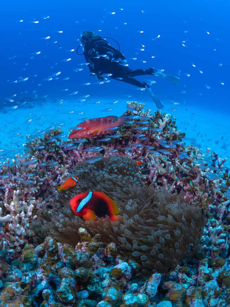 poissons dans la mer à okinawa