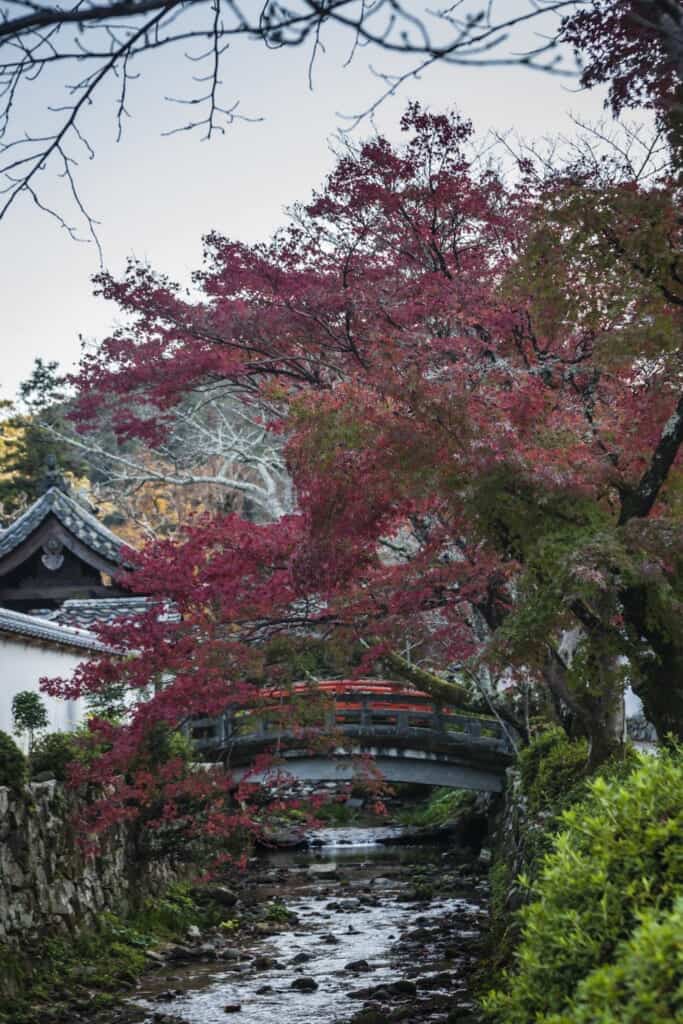 momiji au dessus d'un pont dans un temple japonais