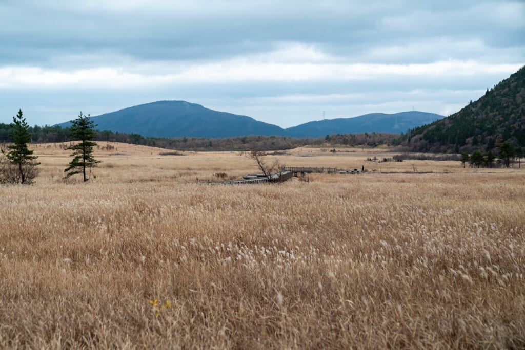 marais japonais dans la préfecture d'oita, à kyushu