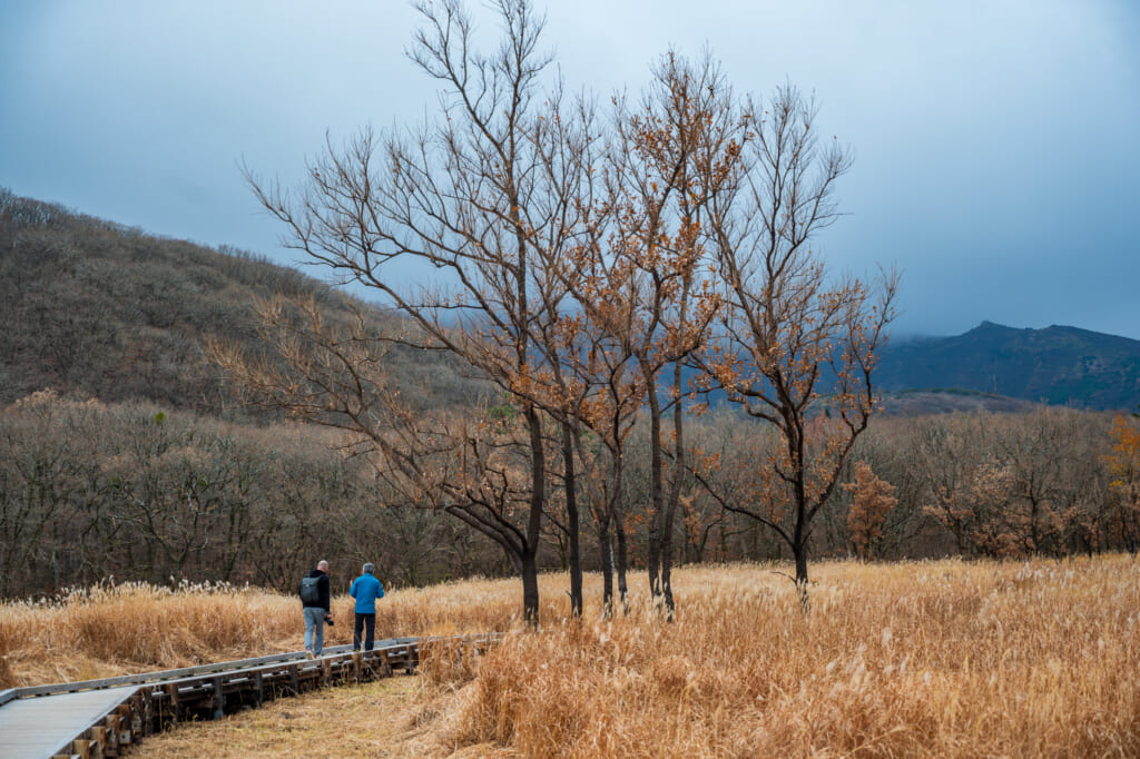 visite des marais de tadewara à kyushu