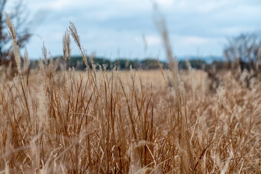 herbes d'automne dans des marais au japon