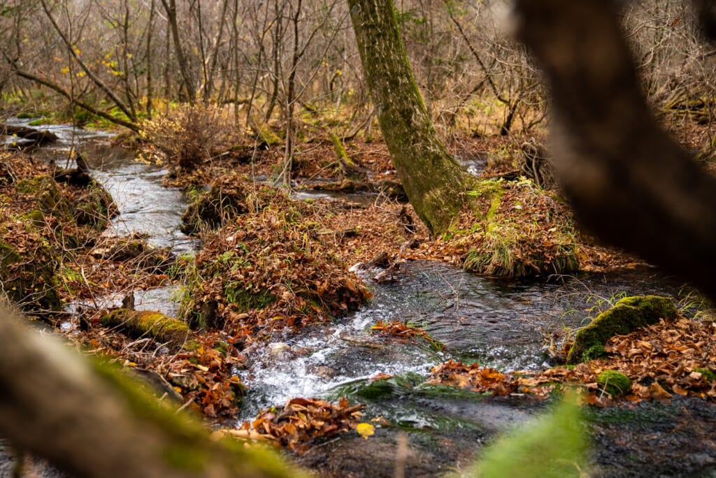 eau de source qui s'écoule de marais au Japon