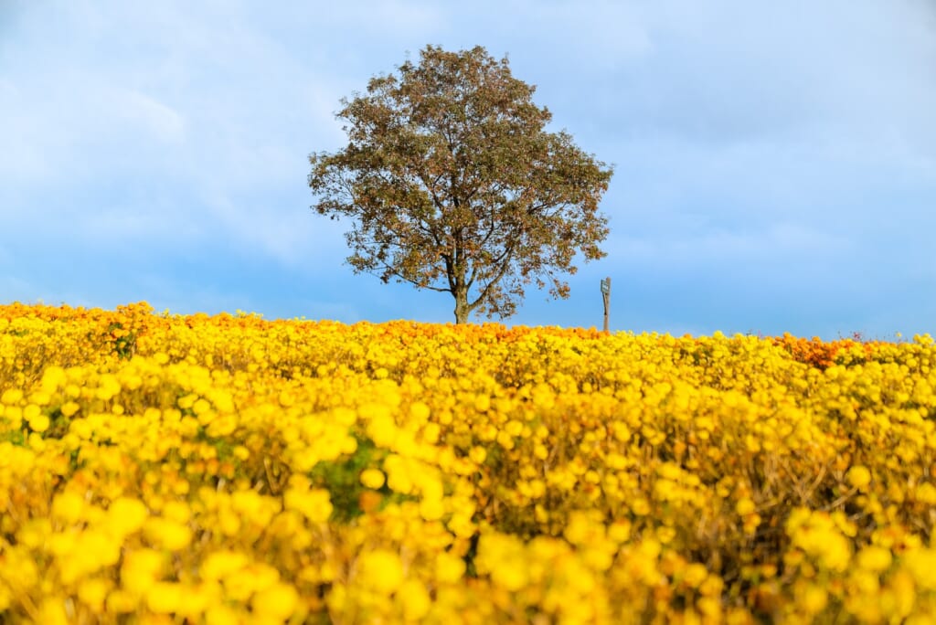 magnifique champs de fleurs jaunes au Kuju Flower Park d'Oita