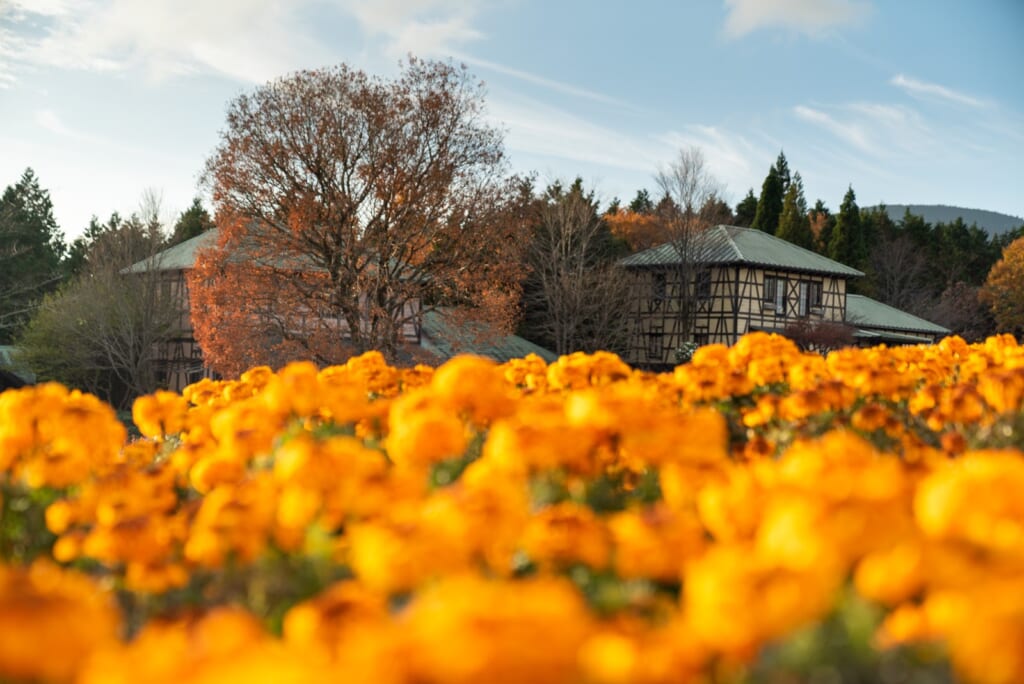 un champ de fleur jaunes à Kyushu