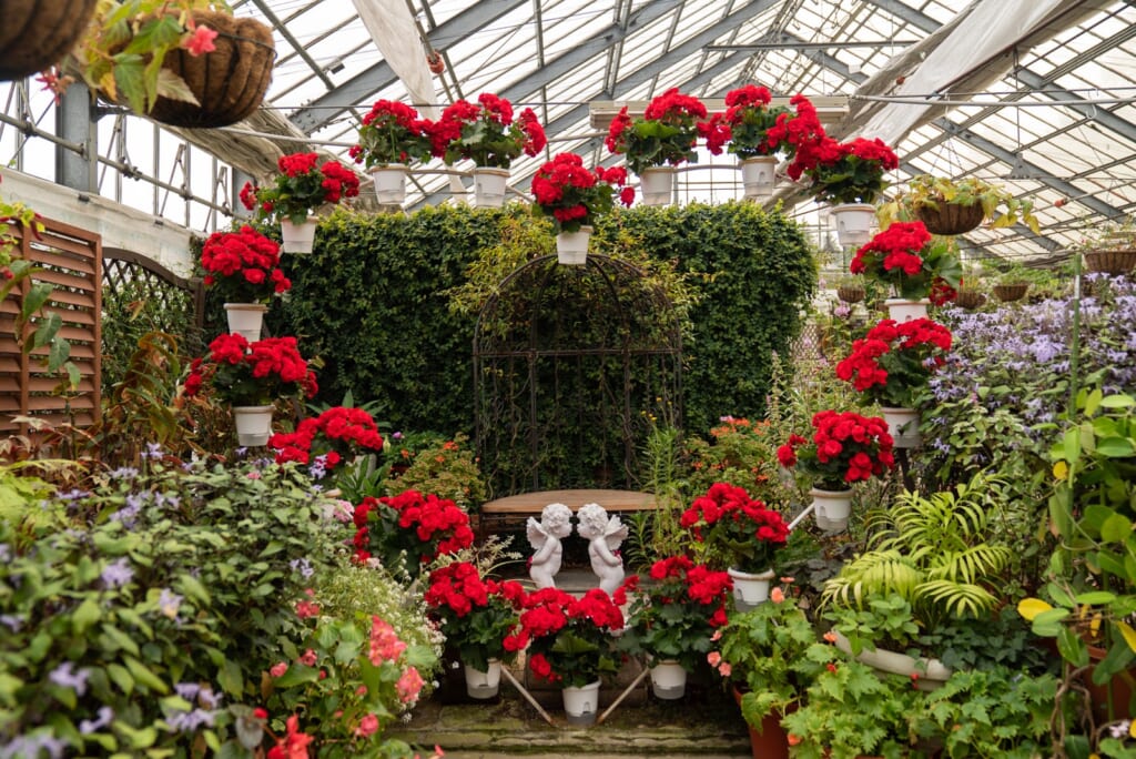 fleurs à l'intérieur de la serre du parc aux fleurs d'oita