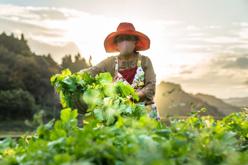 japonaise cueillant des légumes dans les champs de sa ferme à Oita